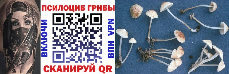 Галлюциногенные грибы Psilocybine cubensis  Купить где  Володарск 